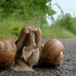 MEGDÖBBENTŐ: Megfulladt álmában a csigáktól!