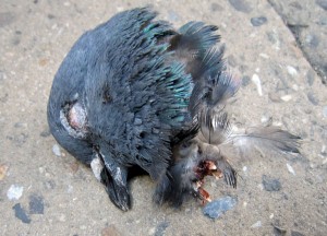 02_pigeon_head