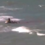 Sokkoló videó - A vízimentők orra előtt tépte le a cápa a férfi lábát