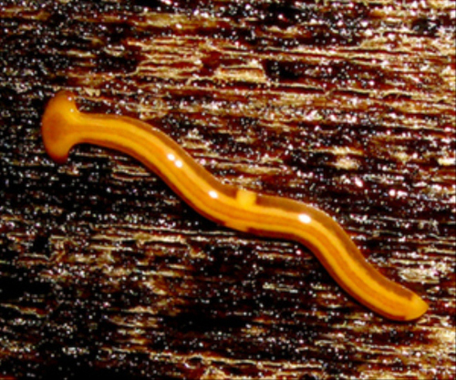 planaria1