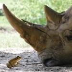 Sokkolta a doktort, mikor a nő elmondta: rinocérosz szülte