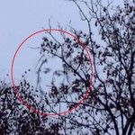 Szent Máriát fedezték fel a lombok között! ( VIDEÓVAL)