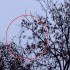 Szent Máriát fedezték fel a lombok között! ( VIDEÓVAL)
