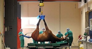 Kerge ló kor – H7N15 járvány terjed Angliában és Kínába