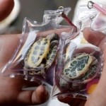 Nyers és kegyetlen: Kínában élő teknősöket hordanak kulcstartóként- Videóval!