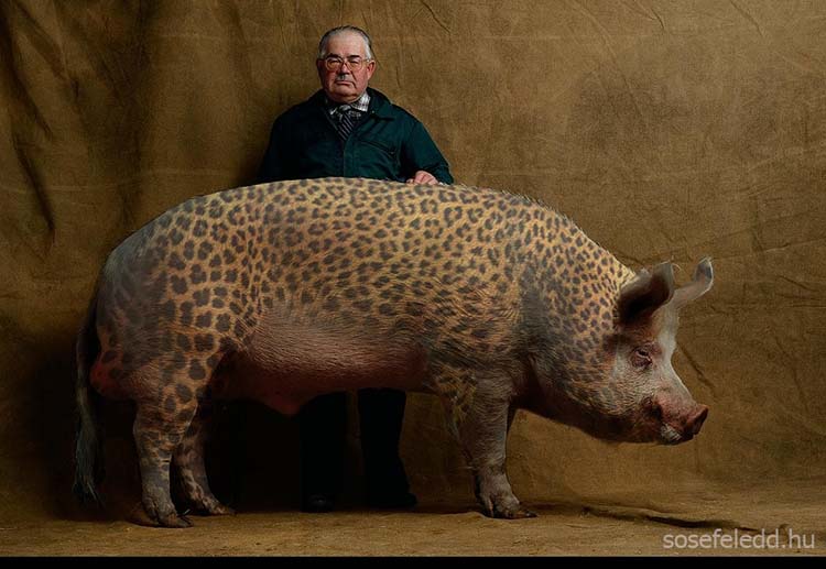 mutant-pig