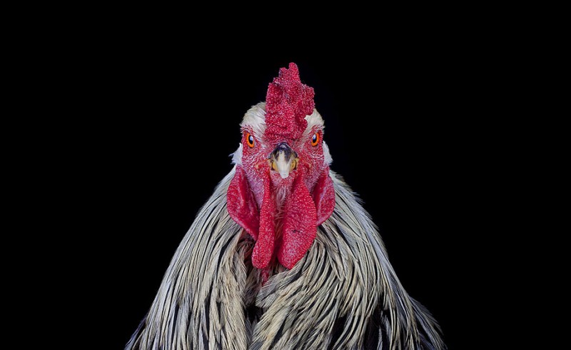 malay-ayam-serama-chickens-photography-ernest-goh-2