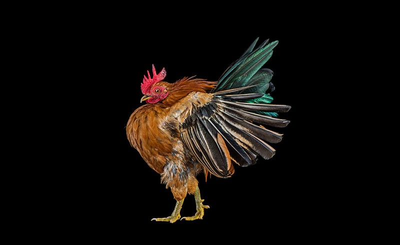 malay-ayam-serama-chickens-photography-ernest-goh-5