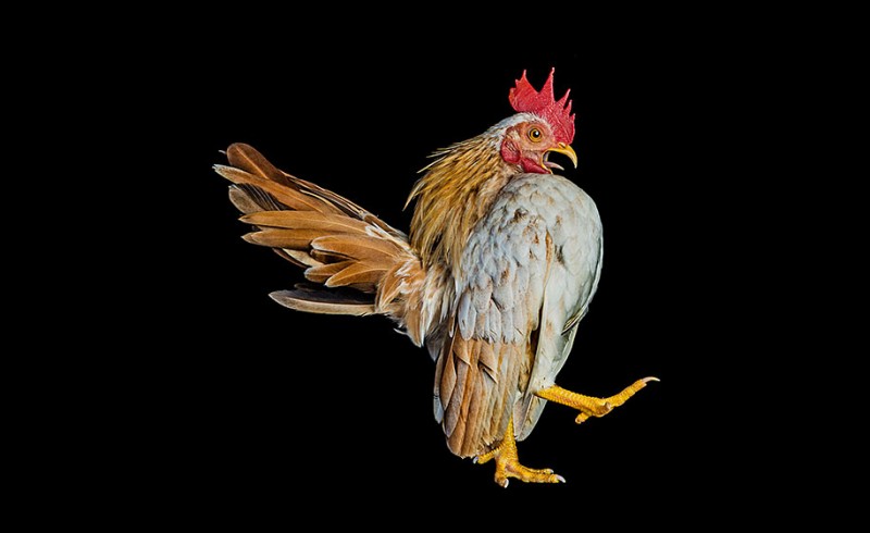 malay-ayam-serama-chickens-photography-ernest-goh-6