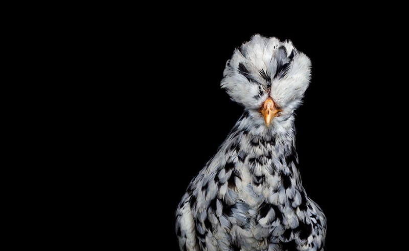 malay-ayam-serama-chickens-photography-ernest-goh-7