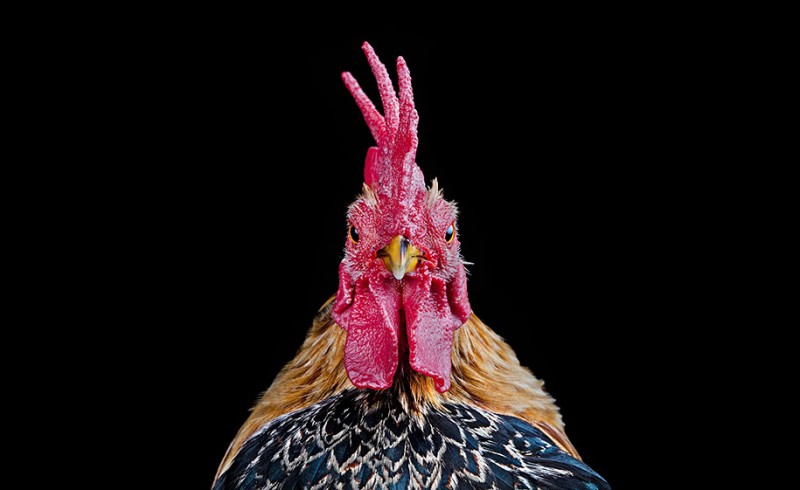 malay-ayam-serama-chickens-photography-ernest-goh-8