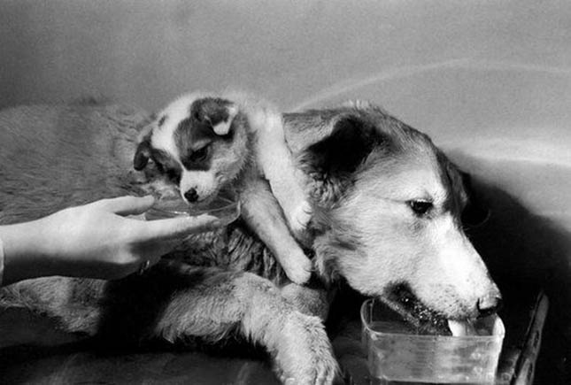 Demikhov's two-headed dog, 1967