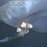 Végre megfejtették a tudósok a 2012-ben látott rejtélyes szörny titkát! – videó