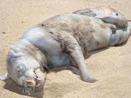 montauk monster 2