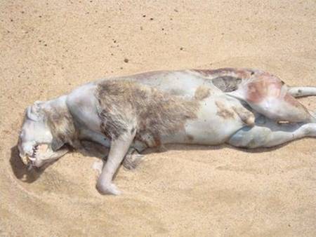 montauk monster 2b