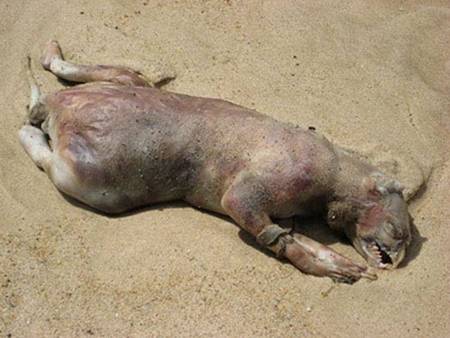 montauk monster