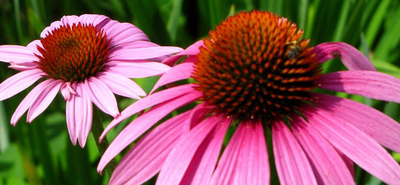 01-Echinacea