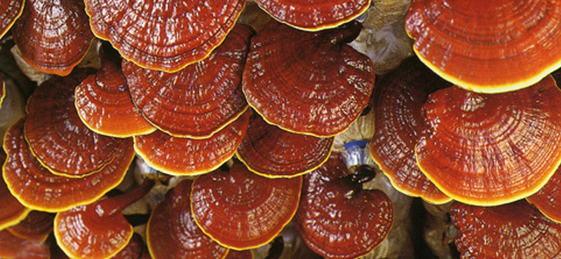 08-ganoderma