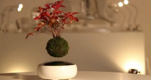 Lebegő bonsai fa – a legkülönlegesebb szobanövény