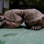 22 megdöbbentő kép arról, hogy mekkora pusztítást végzünk a természetben