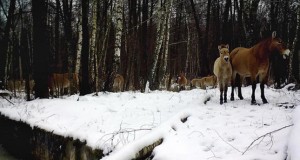 Ritka állatfajok népesítik be Csernobil térségét